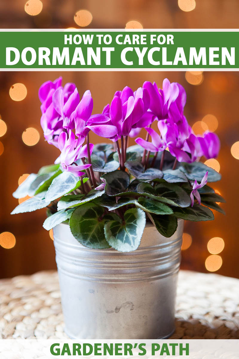 A vertical shot of a cyclamen plant with vivid purple blooms in a tin pot set against an out of focus lit backdrop. Green and white text run across the center and bottom of the image.