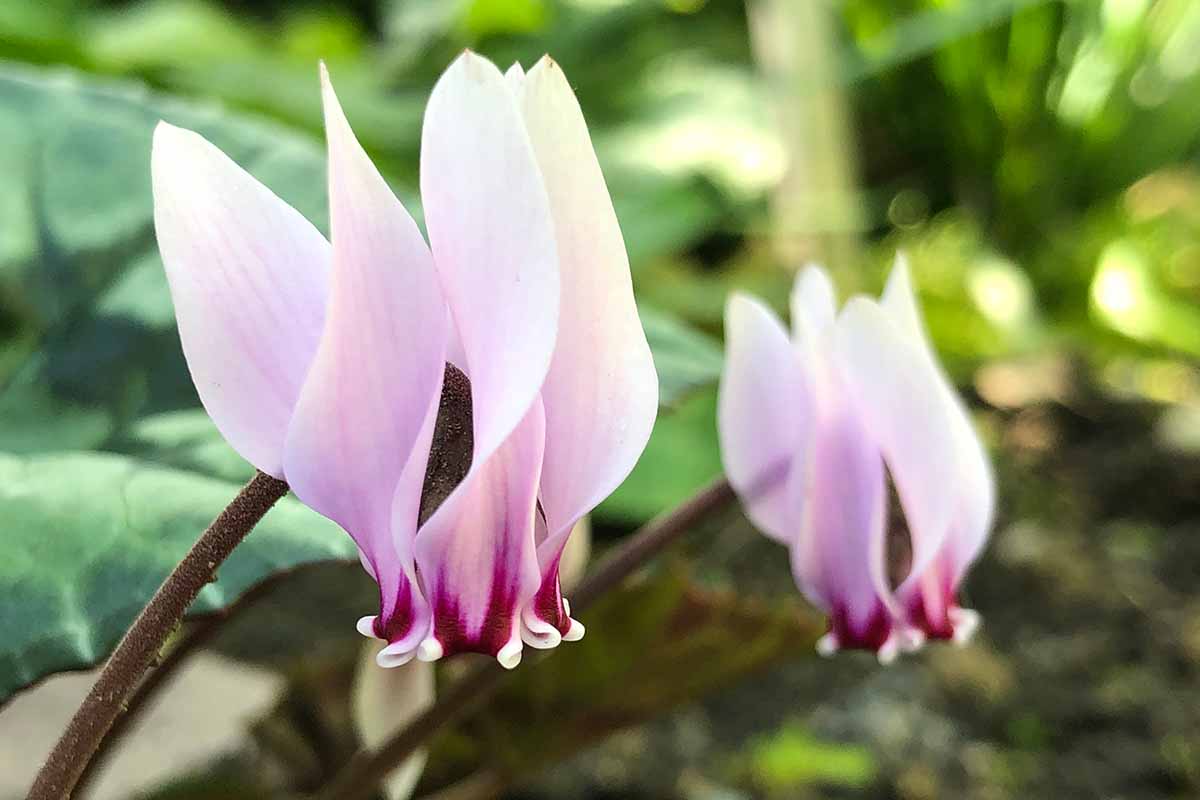A horizontal side shot of a branch with two light pink cyclamen blooms pictured on a soft focus background.