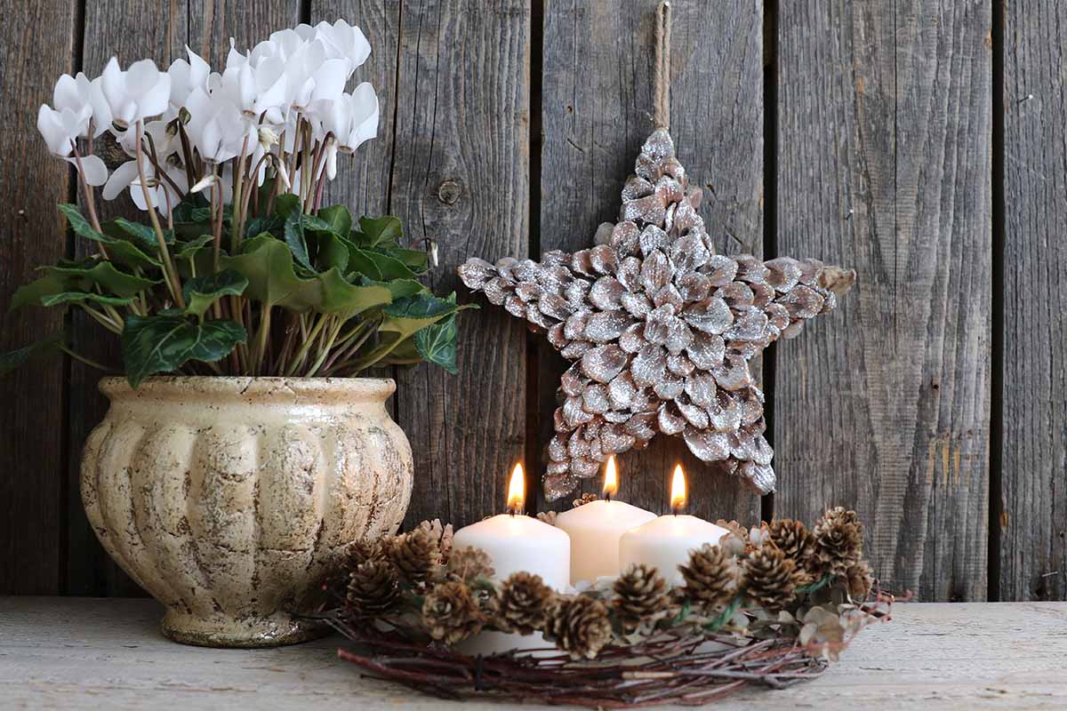 A horizontal shot with fresh white cyclamens in a vintage golden ceramic pottery pot. A star, wreath of pine cones and birch branches encircle three lit white candles against a rustic wood backdrop.
