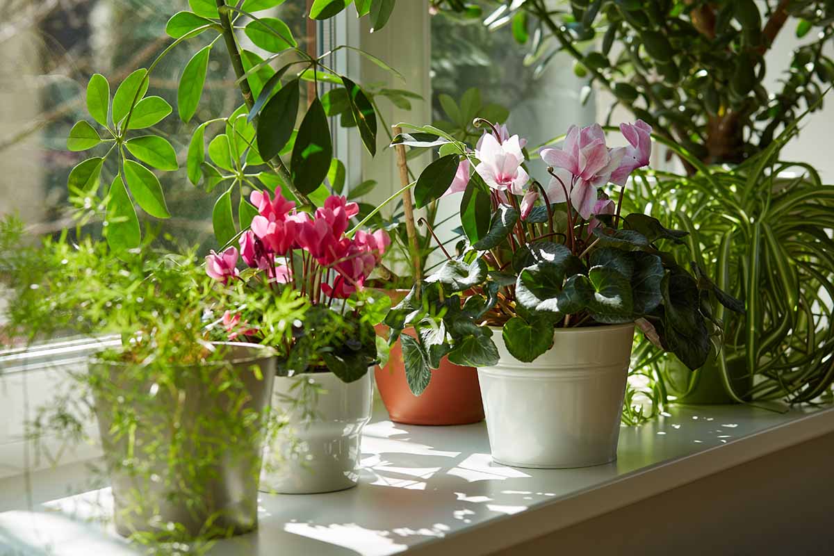 A horizontal image of a windowsill filled with potted houseplants. In the middle of the frame are two pots with cyclamen plants in full bloom.