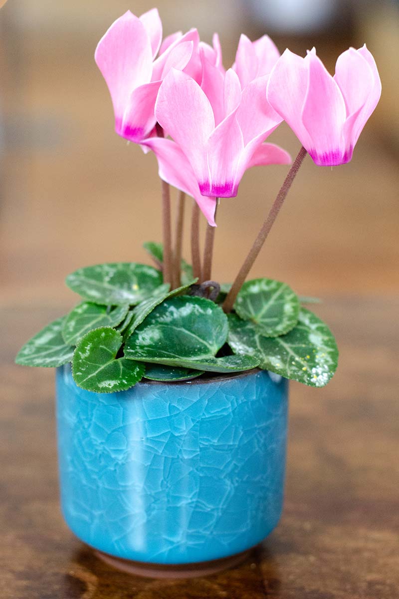 A vertical shot of a miniature pink flower cyclamen plant in a blue stoneware planter on a wooden tabletop.