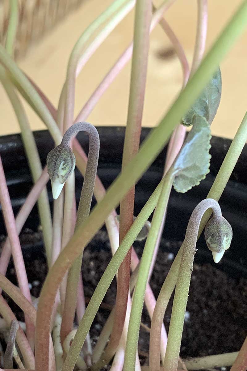 A vertical close up image of several cyclamen stems with emerging flower buds.