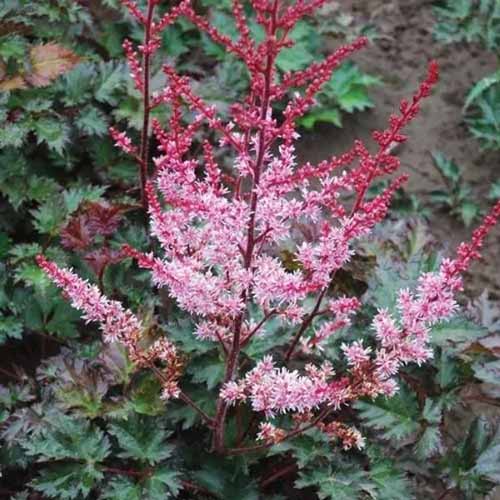 A close up square image of 'Delft Lace' astilbe growing in the garden.