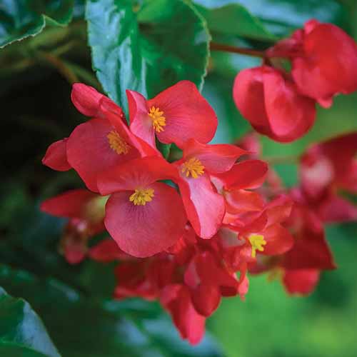 A square close up photo of Dragon Wing begonia red blooms.
