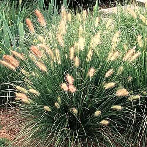 A close up square image of a small dwarf fountain grass plant growing in a garden border.