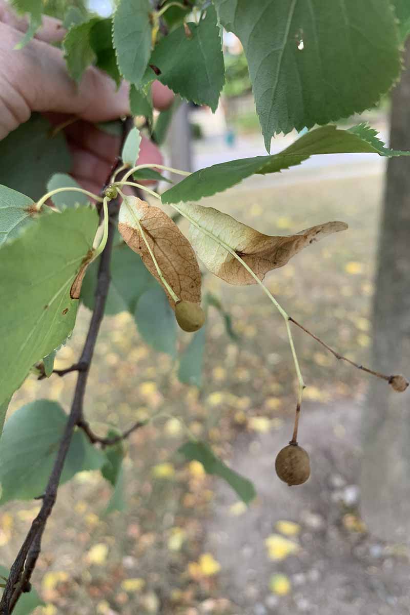 A close up vertical image of the branch of a linden showing dying foliage and seed pods.