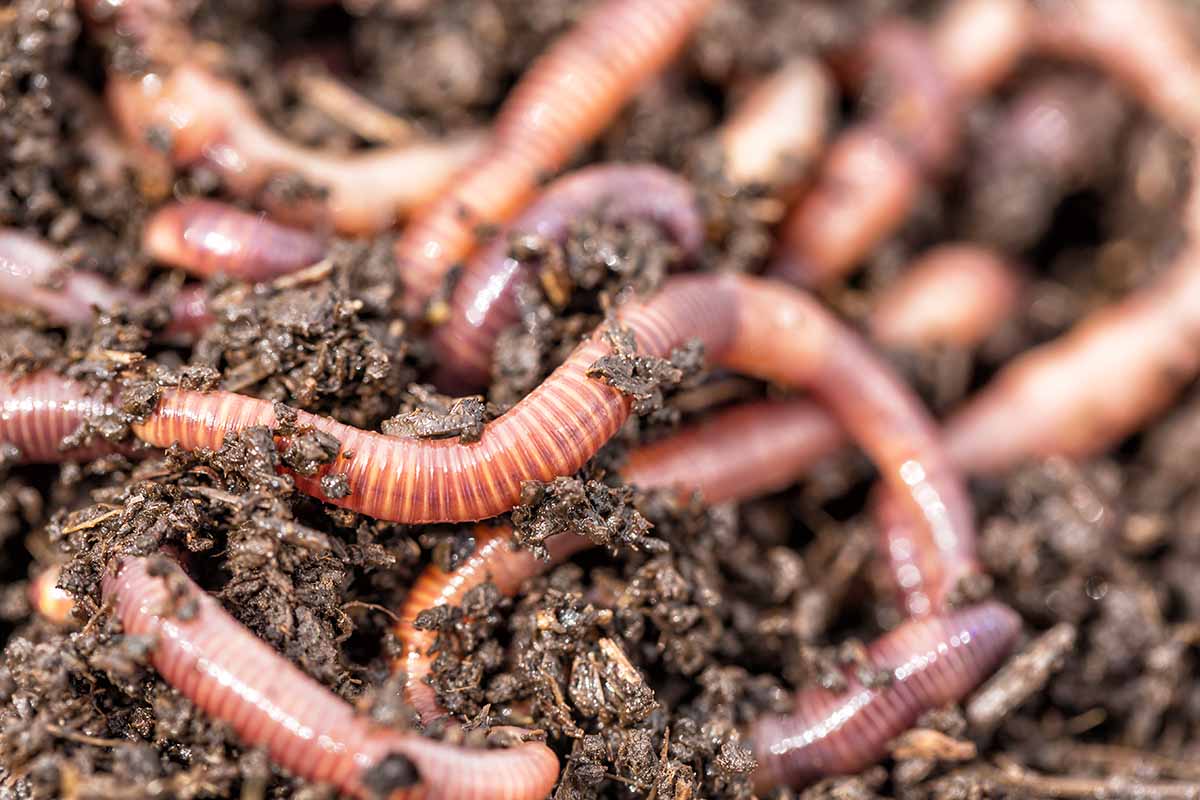 A horizontal close-up image of a group of redworms writhing in brown dirt.