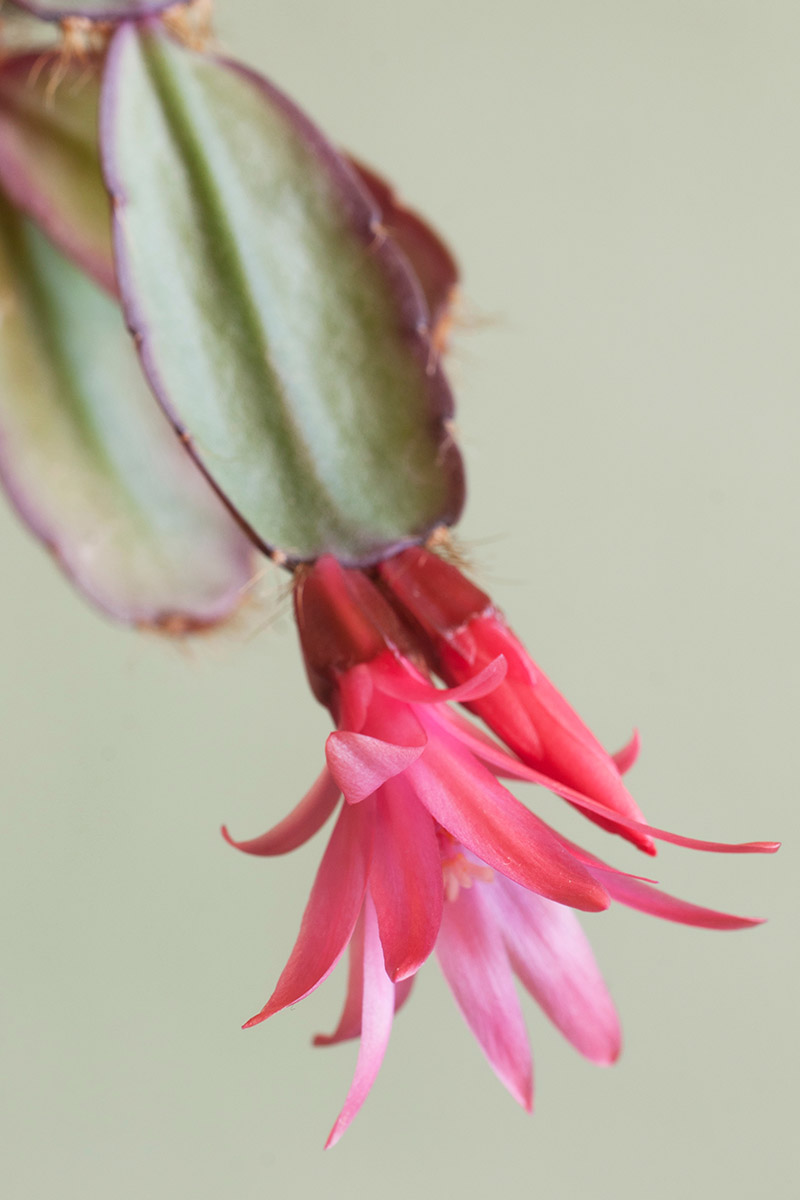 A close up vertical image of the pink flowers of an Easter cactus pictured on a light green background.