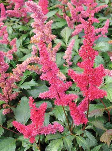 A close up of the bright red flowers of 'Fanal' astilbe growing in the garden.