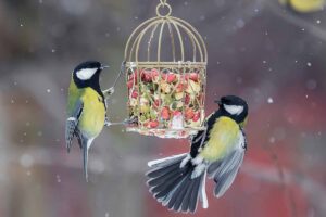 A horizontal shot of two tit birds in a winter snowy garden surrounding a bird feeder filled with nuts and seeds.