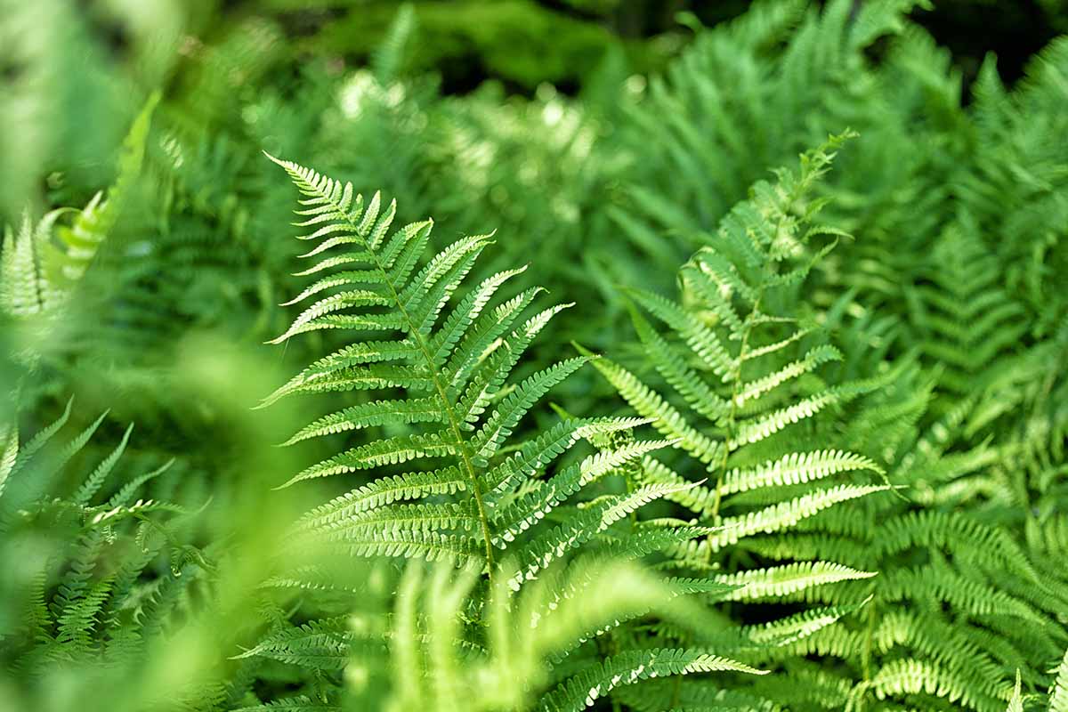 A horizontal closeup of fern fronds growing outside, lit from above by sunshine.