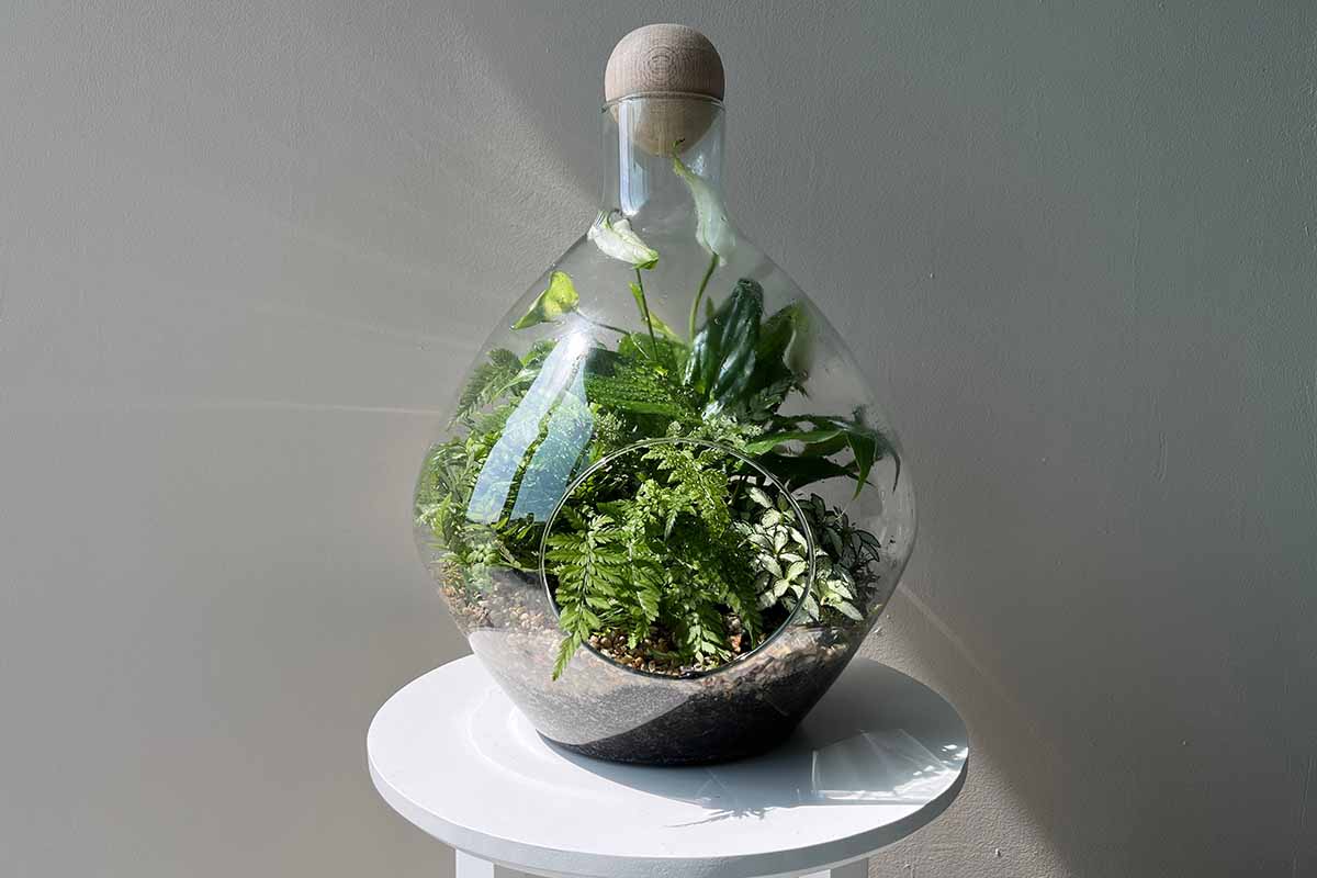 A horizontal shot of a small terrarium seated on a white round stool. Inside the terrarium are a few different types of plants.