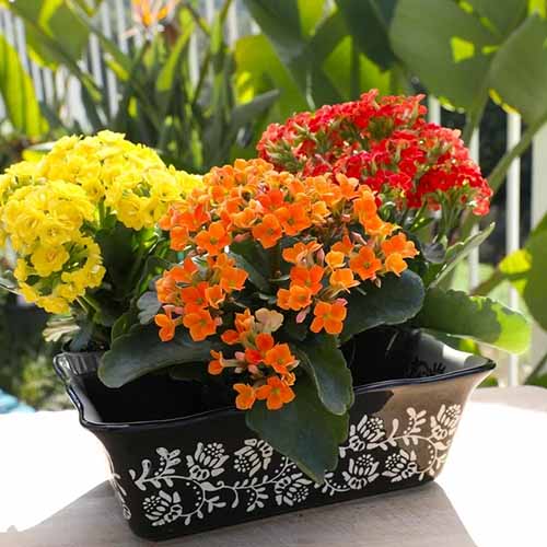 A square image of orange, red, and yellow flaming Katy kalanchoe plants in a small ceramic container.