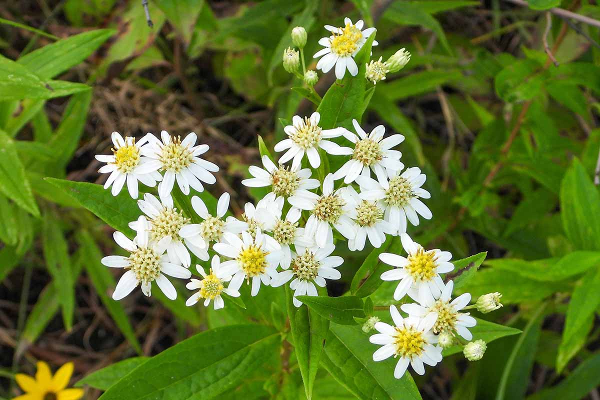 A close up horizontal image of the flat-topped white aster flowers growing in the garden.