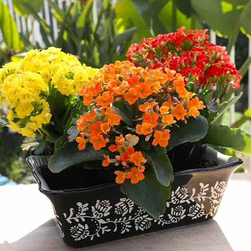 A square photo of kalanchoe in rectangular brown pottery on a white table.