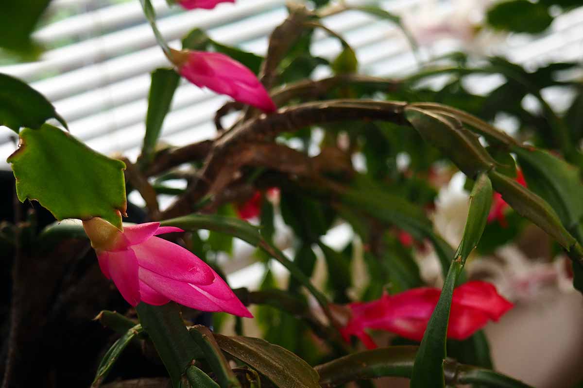 A horizontal close up shot of several pink flowers about to bloom on a Christmas cactus.