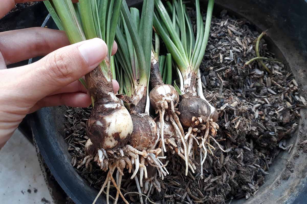 A horizontal close up photo of a gardener's hand holding some flowering bulbs with roots and shoots growing out of the bulbs.
