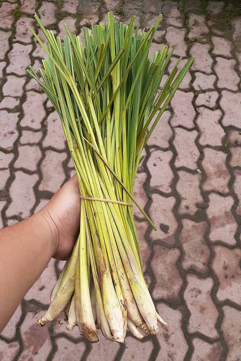 A close up vertical image of a hand from the left of the frame holding a large bunch of freshly harvested lemongrass (Cymbopogon citratus).