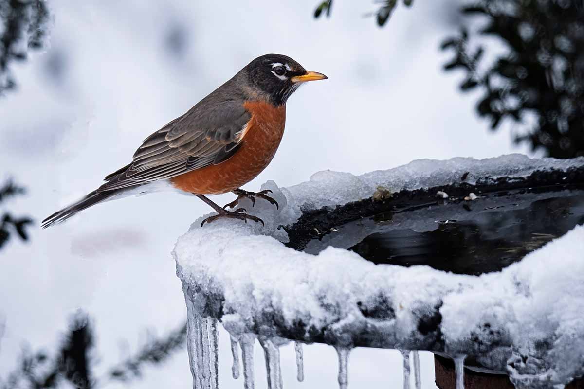 A horizontal photo of a robin perched on the edge of a snowy and frozen birdbath.
