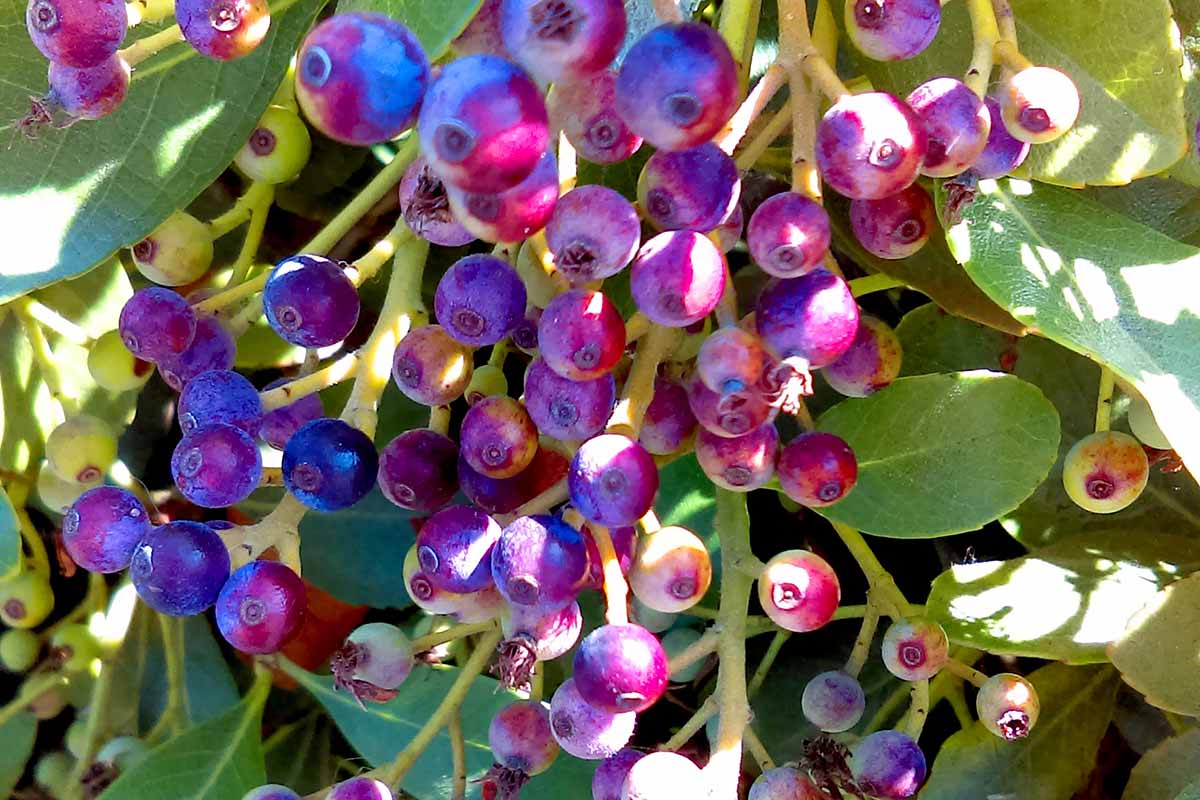 A close up horizontal image of the fruits of an inkberry holly plant pictured in bright sunshine.