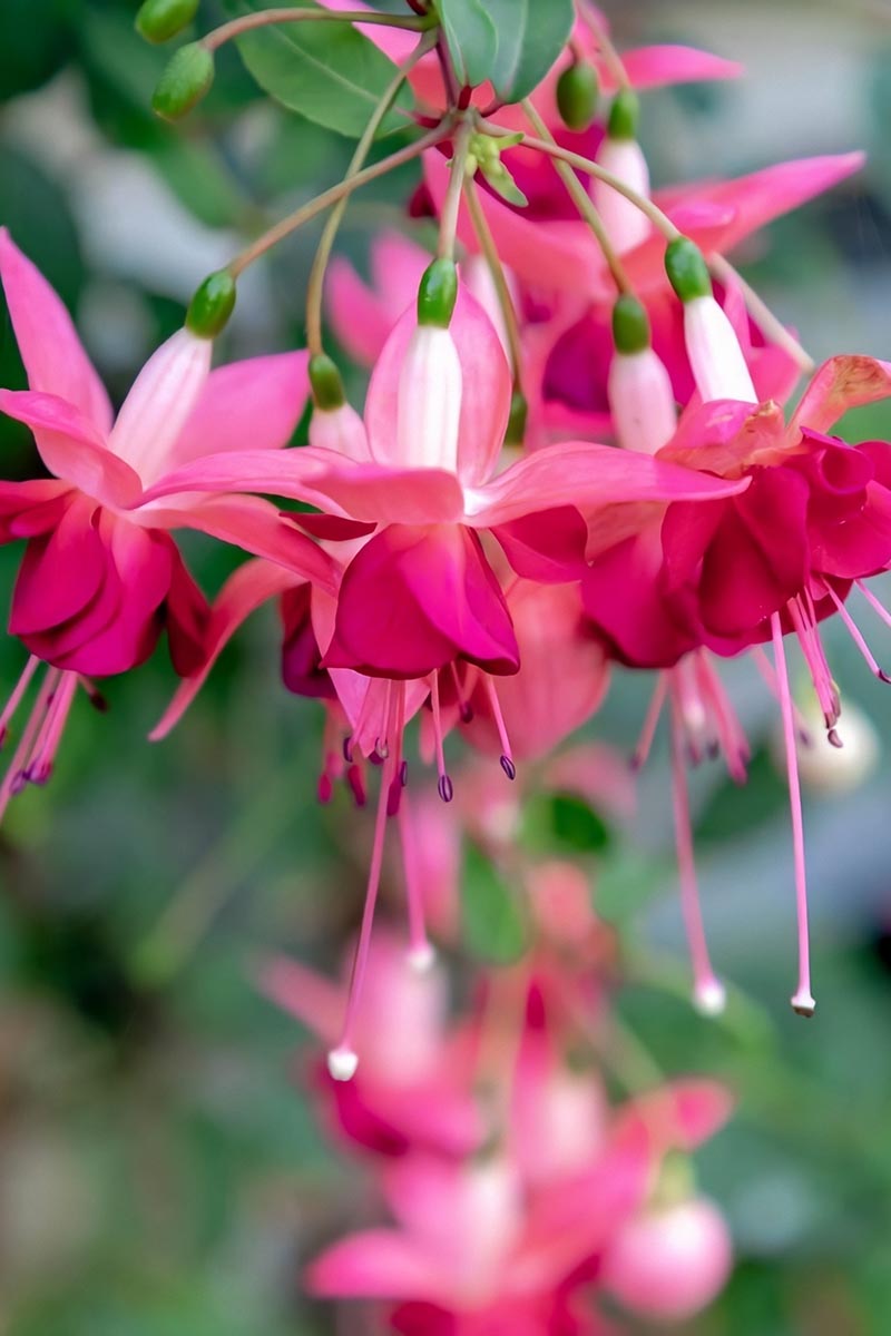 A vertical shot with a bunch of pink fuschsia flowers in focus in the foreground against an out of focus green foliage background.