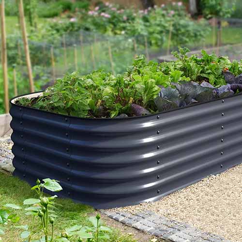 A square photo of a black galvanized raised bed planted with garden plants.
