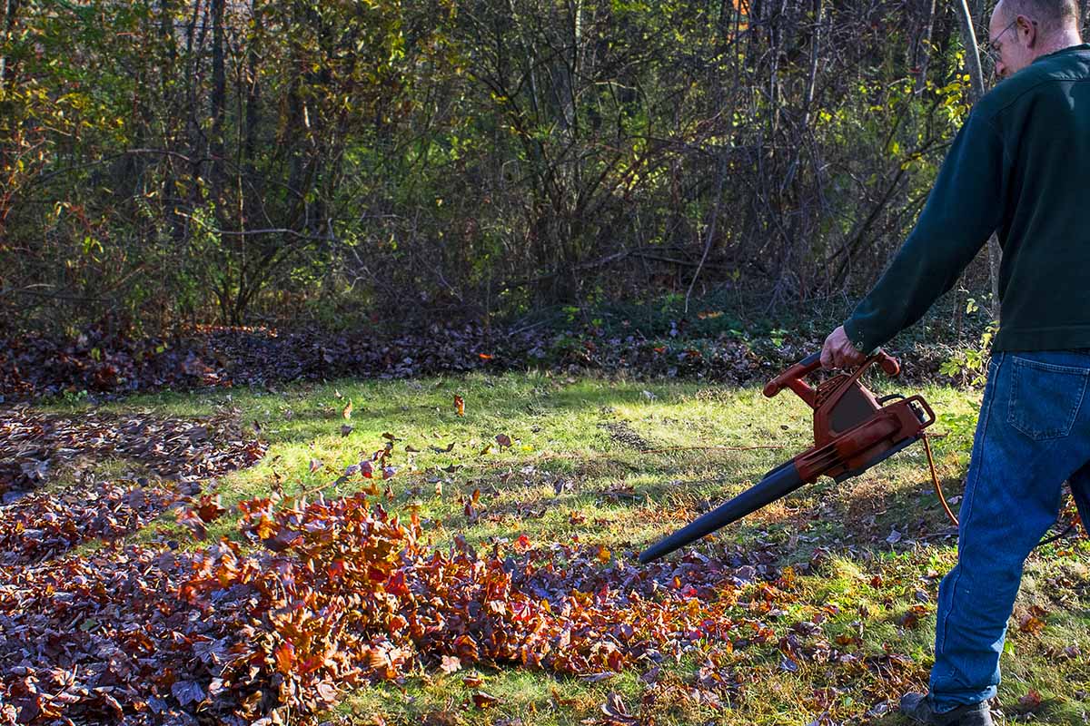 A close up horizontal image of a man clearing up the backyard in fall, pictured in light sunshine with shrubs in soft focus in the background.