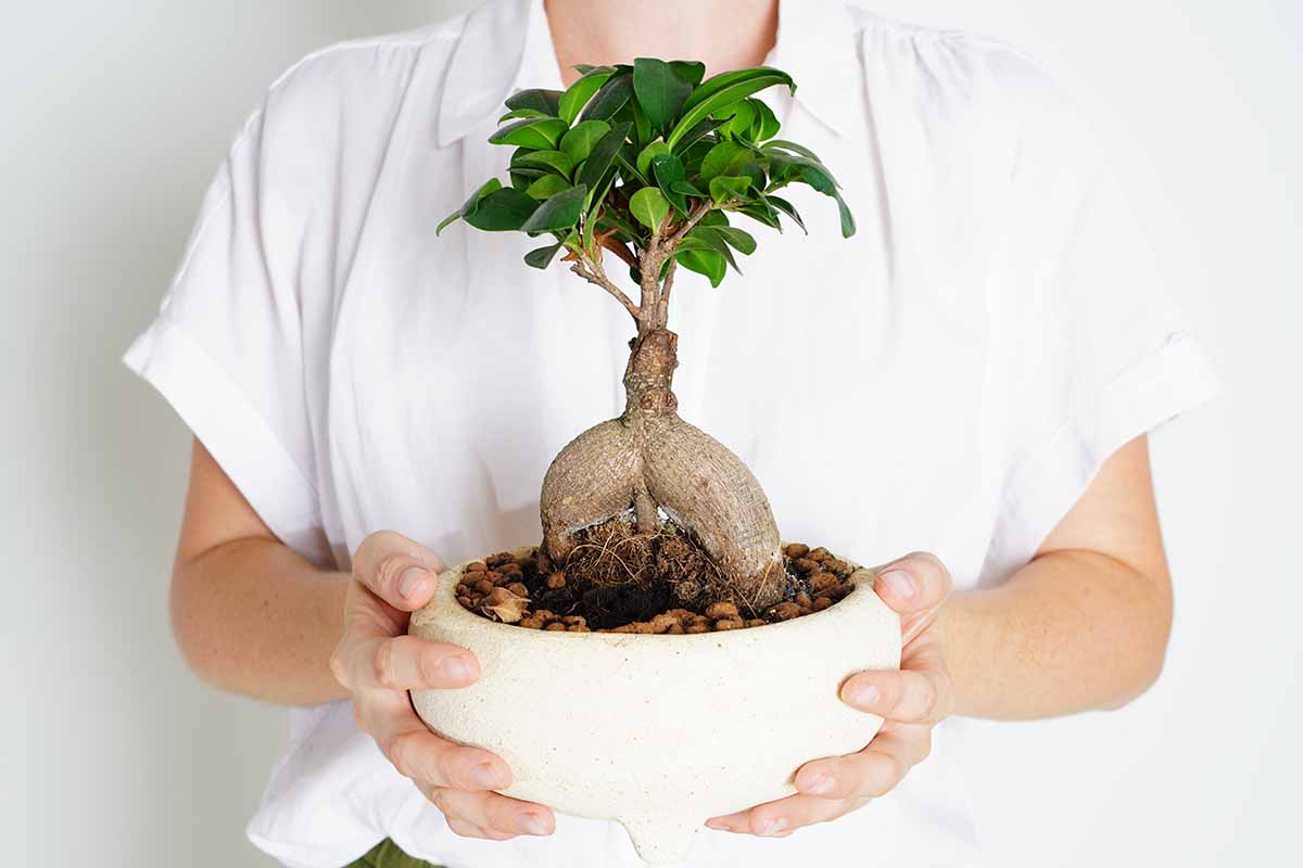 A horizontal shot of a woman in a white shirt against a white background holding a ginseng ficus in a white pot in front of her.