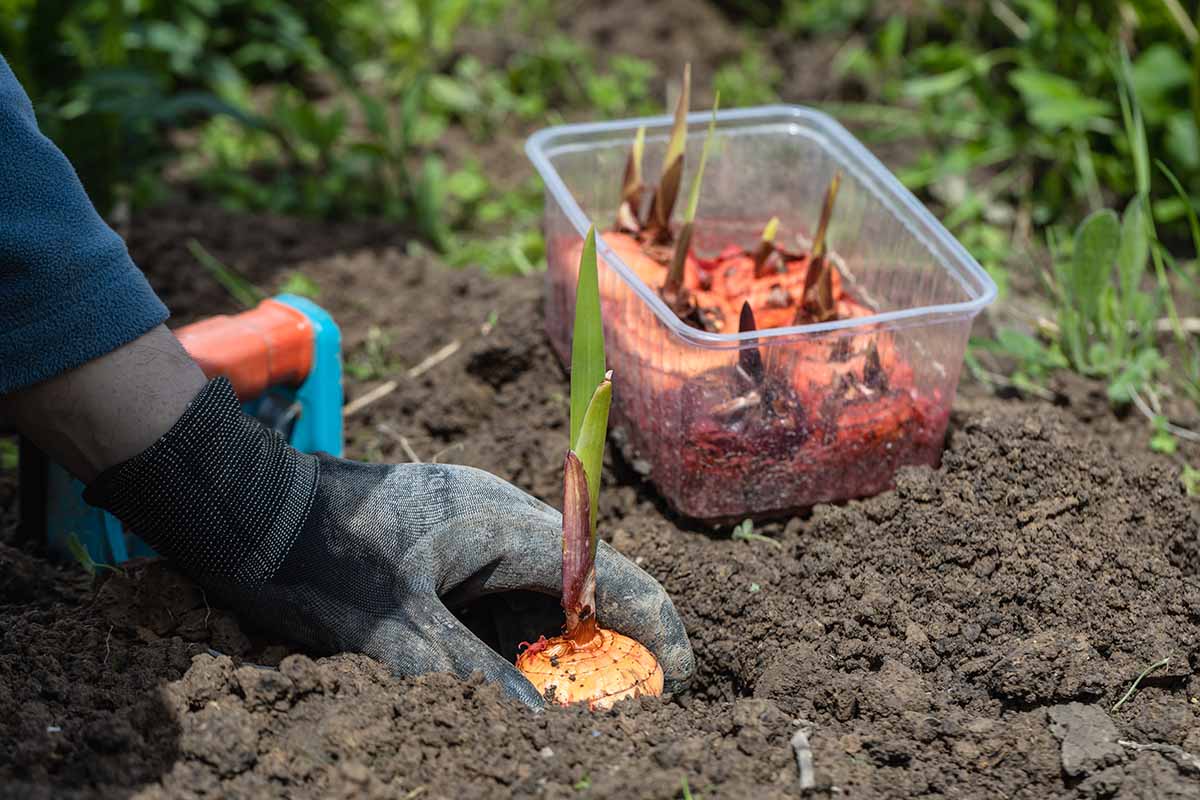 A close up horizontal image of a gardener planting out pre-sprouted corms in the spring garden.