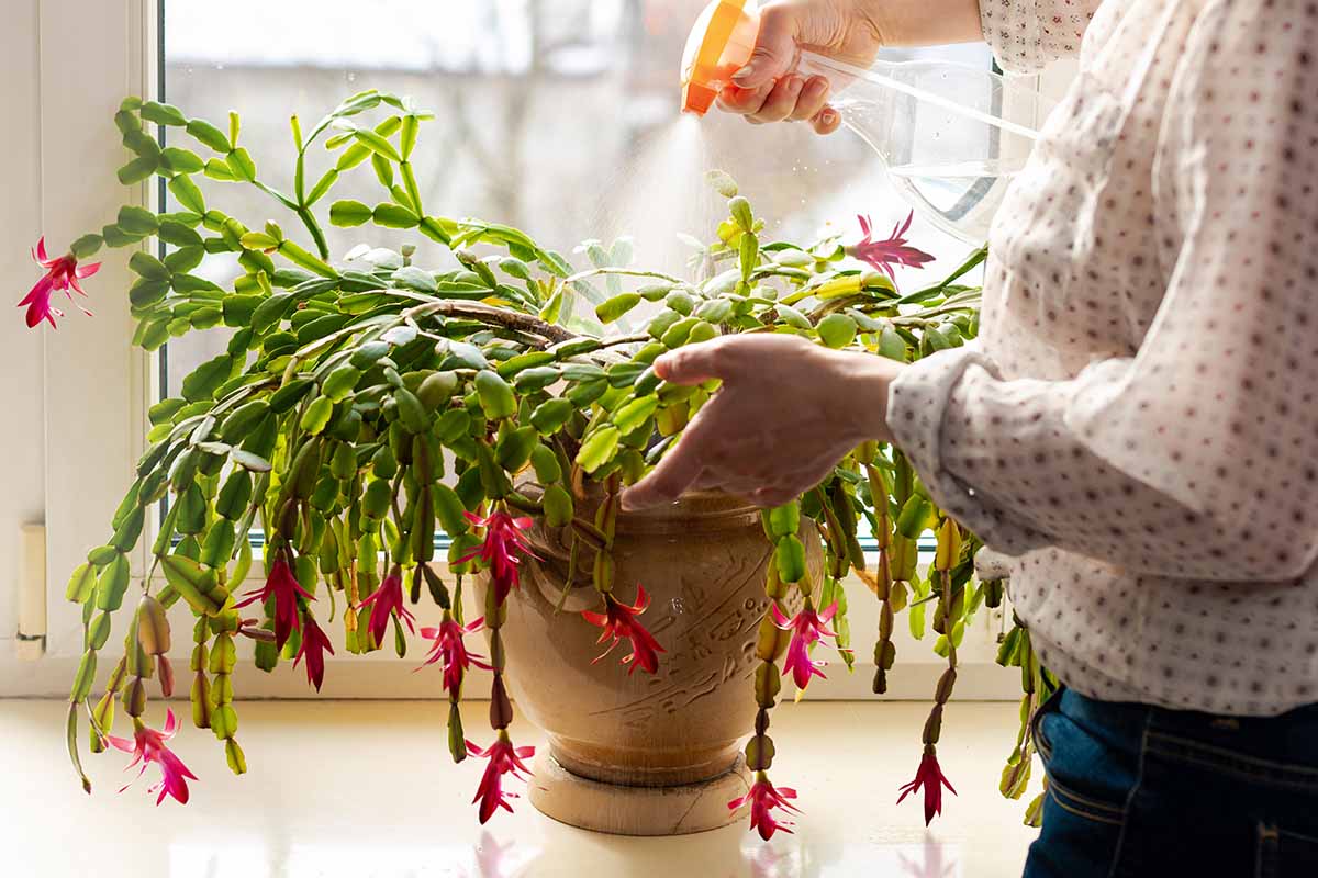 A close up horizontal image of a gardener spraying the foliage of a Christmas cactus plant growing in a large pot on a windowsill.