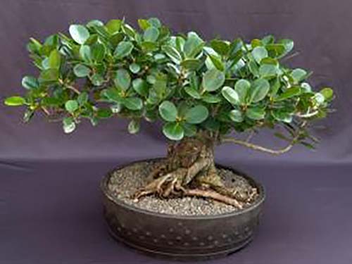 A horizontal shot of a ginseng ficus bonsai in a dark green pottery on a dark gray background.