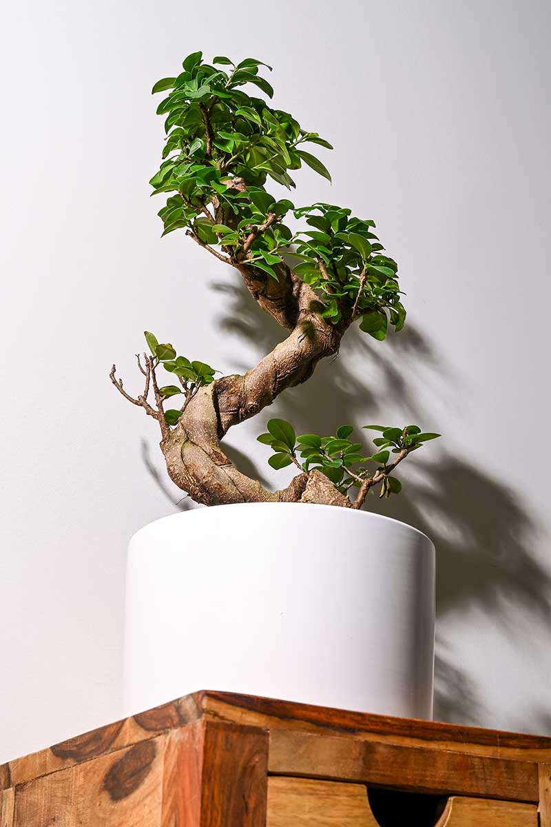 A vertical photo of a ginseng ficus plant in white pot isolated with a shadow on the wall.