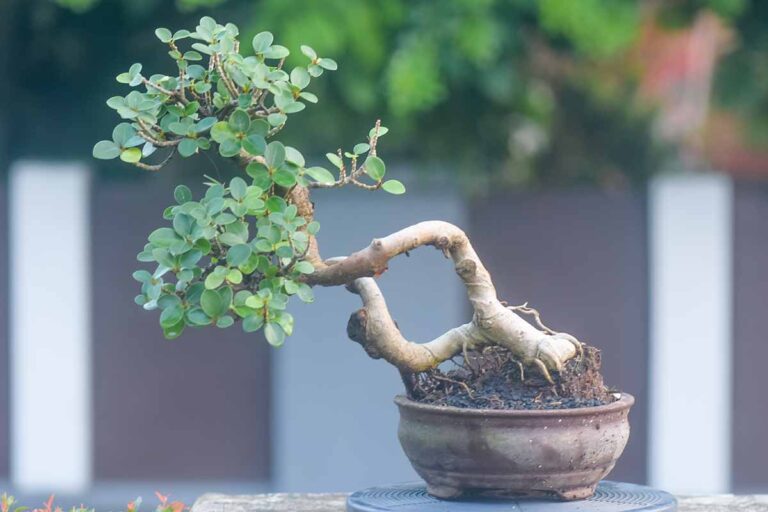 How to Grow a Ginseng Ficus Bonsai | Gardener’s Path