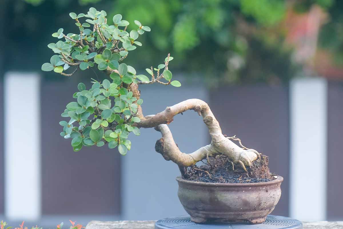 A horizontal shot of a ginseng fig plant in a pottery bonsai pot outside in a garden.