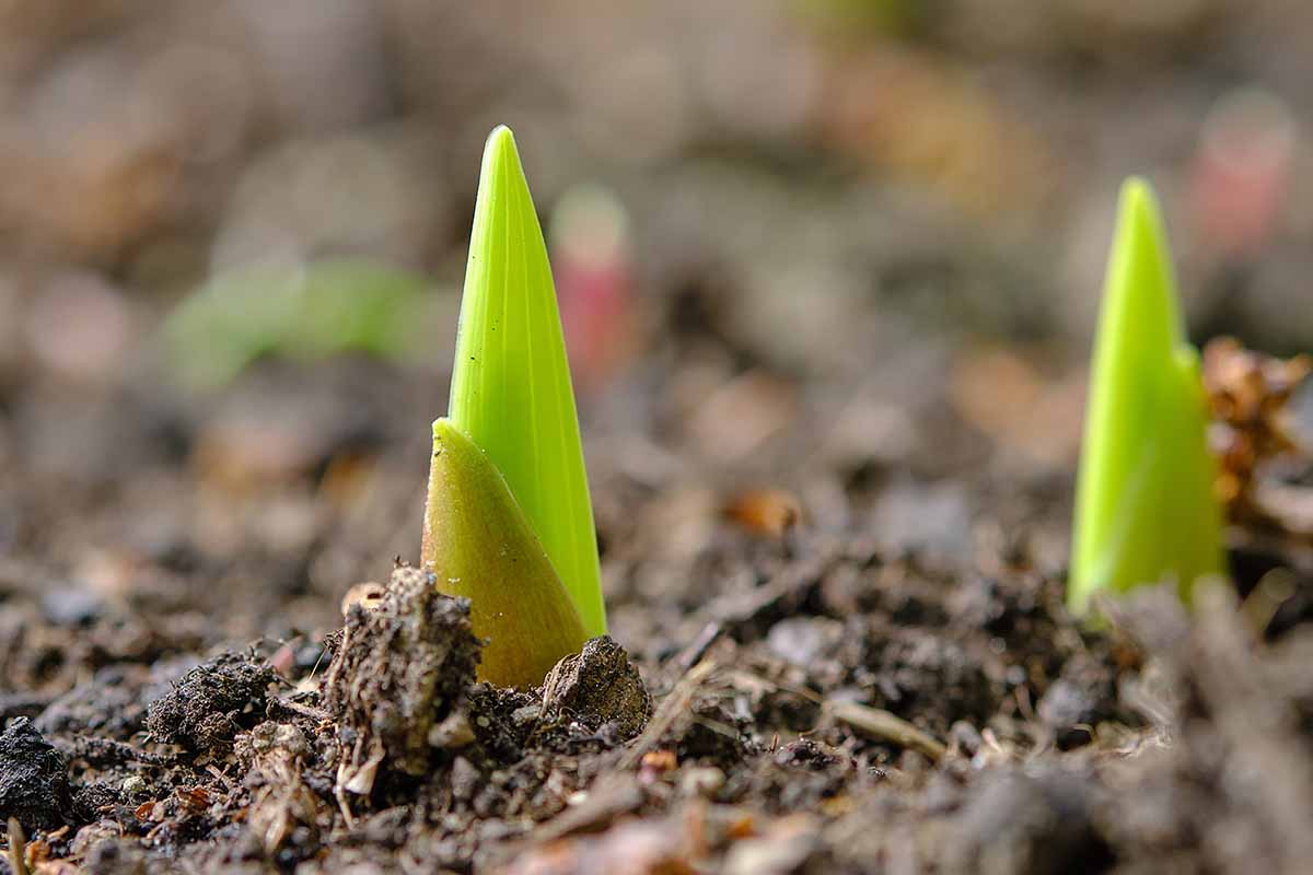 A close up horizontal image of sprouts pushing through the surface of the soil.