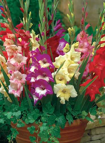 A close up of a pot filled with mixed colors gladiolus flowers pictured on a soft focus background.