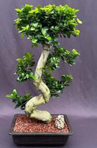 How to Grow a Ginseng Ficus Bonsai | Gardener’s Path