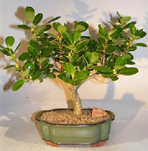 A square shot of a Green Island bonsai in an olive green colored pot against a light background.