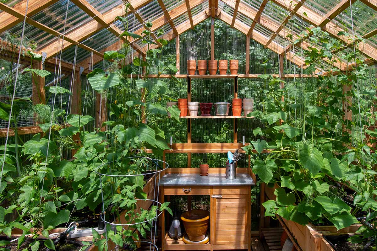 A horizontal shot of the interior of a wooden framed greenhouse. The wooden shelves are full of terra cotta pots and there are lush plants growing along both sides of the structure.