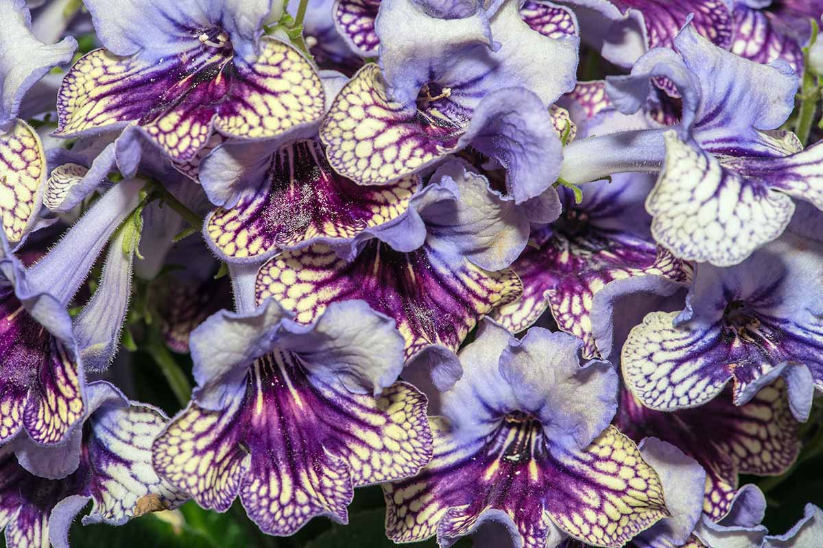 A horizontal close up shot of purple and blue violet blooms on a Streptocarpus plant.