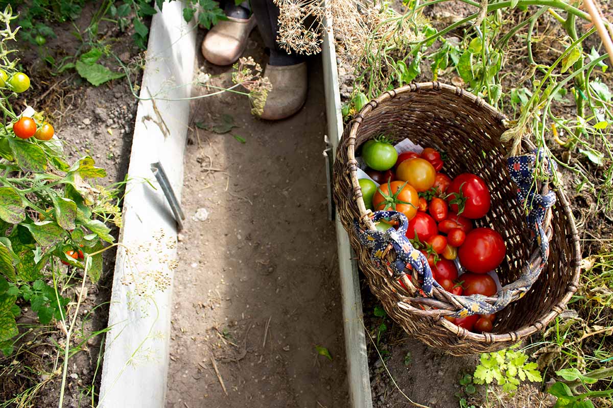 A horizontal image of a wicker basket half full of freshly harvested tomatoes set on the ground in a greenhouse.
