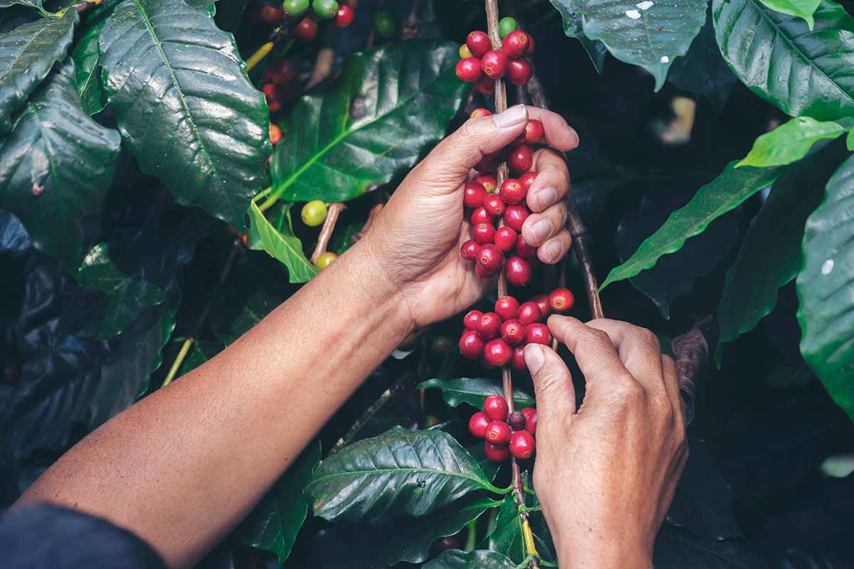 A close up horizontal image of a gardener harvesting coffee beans from an outdoor plant.