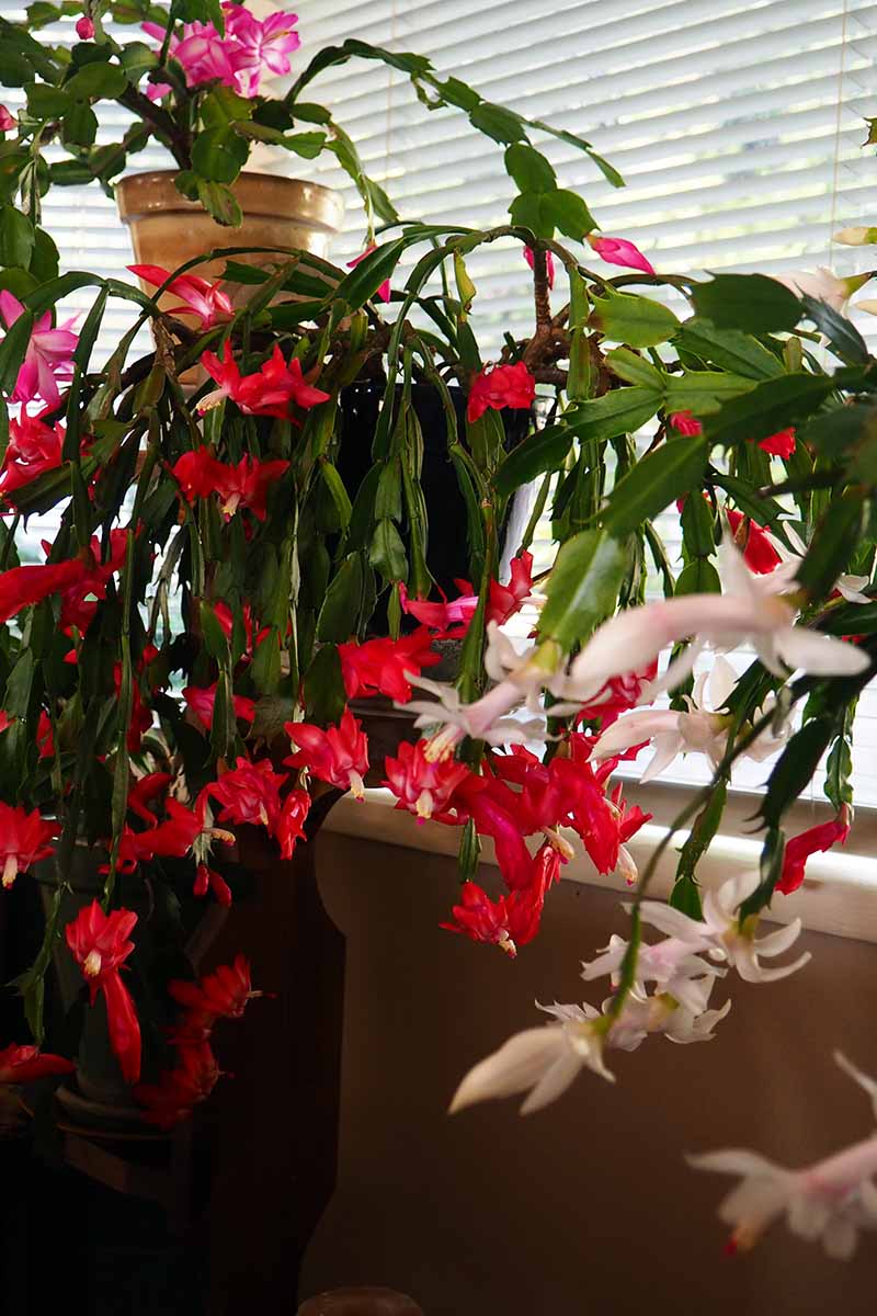 A vertical shot of two Christmas cacti plants in a window covered in vertical blinds. The plant on the left is covered in red blooms and the one on the right has several white blooms.