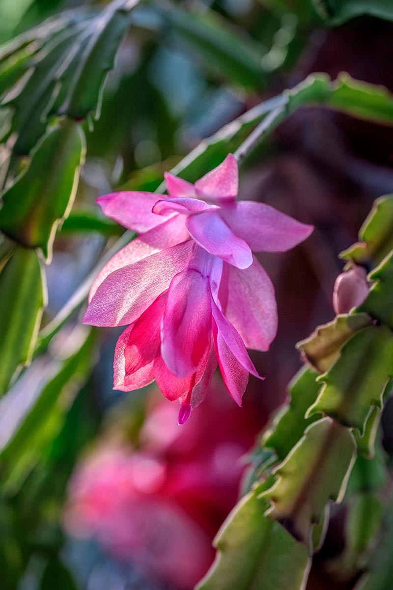 A close up vertical image of the bright pink flower of a Thanksgiving cactus pictured in light sunshine on a soft focus background.