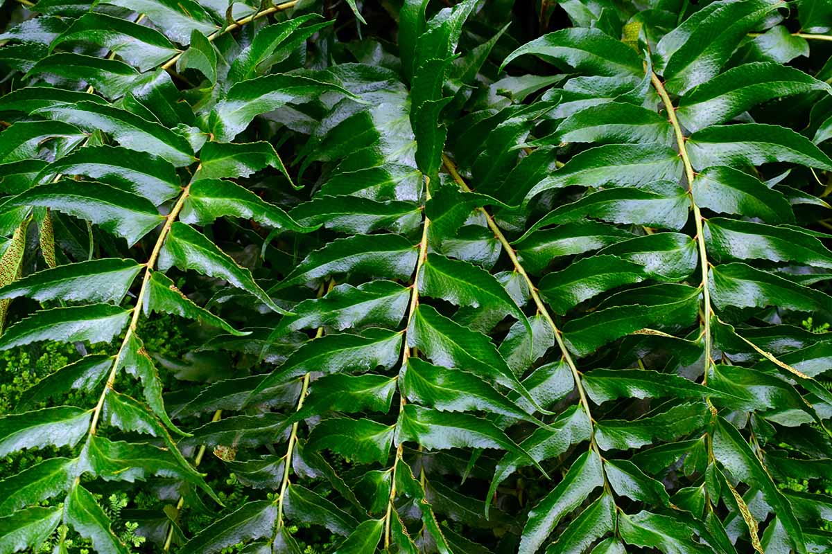 A horizontal closeup of the fresh green leaves of a Japanese fern.