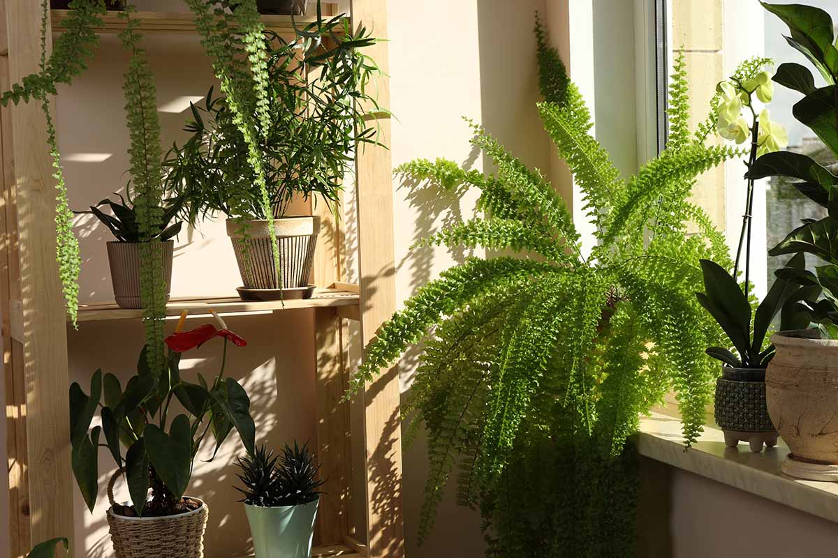 A horizontal wide shot of several houseplants in pots near a window. One larger specimen is on the windowsill, while several smaller ones are to the left on a wooden shelf.
