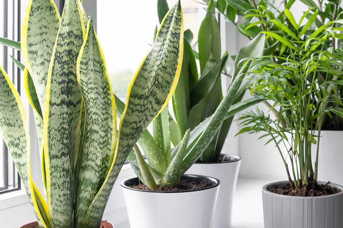 A close up horizontal image of a collection of houseplants on a windowsill.