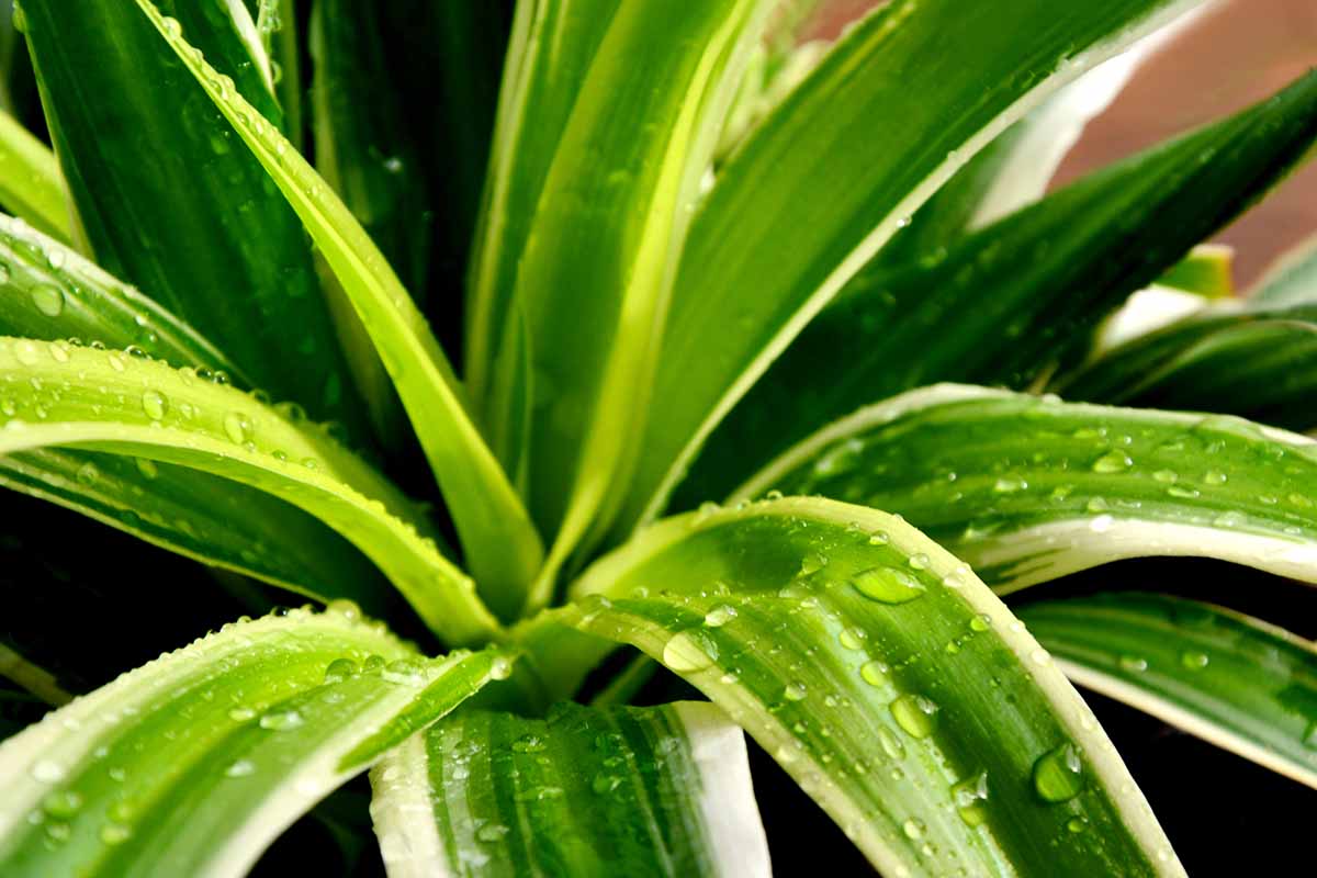 A close up horizontal image of the variegated foliage of a spider ivy (Chlorophytum comosum) growing in a pot indoors.