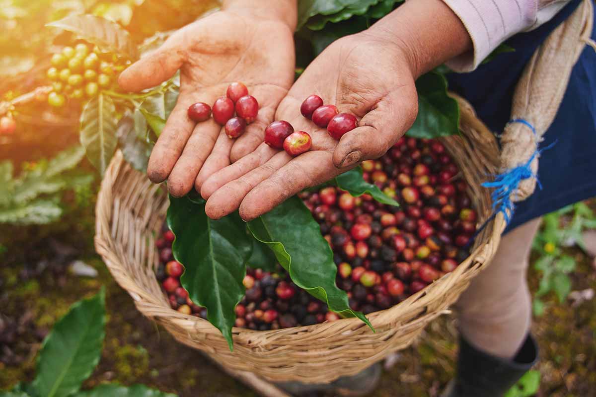 A close up horizontal image of a gardener holding out his hands to show freshly harvested coffee beans from a wicker basket.