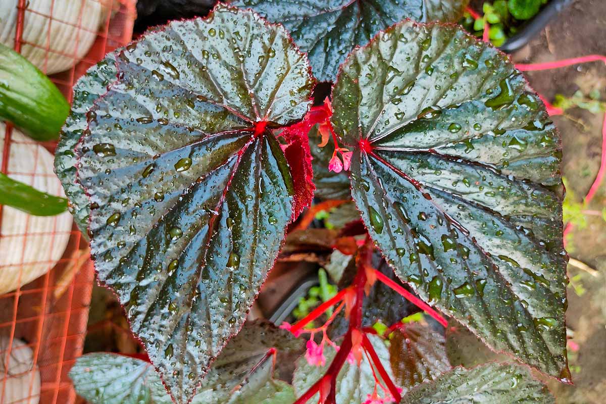 A close up horizontal image of the foliage of an angel-wing begonia with droplets of water on the surface of the leaves.